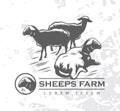 Flock of sheeps on pasture flat vector illustration. Livestock farming, animal husbandry cartoon concept with outline. Ewes grazin