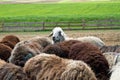 Sheep Royalty Free Stock Photo