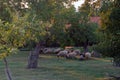 Sheep farm sunset in garden herd grass rural countryside Royalty Free Stock Photo