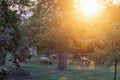 Sheep farm sunset in garden herd grass rural countryside Royalty Free Stock Photo