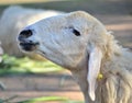 Sheep farm in thai