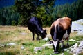 Sheep farm, Transalpina Road, Romania Royalty Free Stock Photo