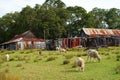 Sheep farm vintage Australia