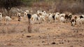 sheep farming in Bahia