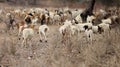 sheep farming in Bahia