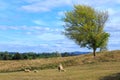 Sheep farming country in New Zealand