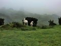 Sheep Farming on dartmoor,  Free range sheep out on open moorland in Devon uk Royalty Free Stock Photo