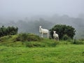 Sheep Farming on dartmoor,  Free range sheep out on open moorland in Devon uk Royalty Free Stock Photo