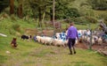 Sheep farming Ireland