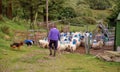 Sheep farming Ireland