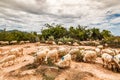 Sheep farming in Phan Rang, central of Vietnam.