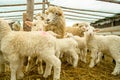 Sheep farming in Romania, new born Lamb at shepherd house, sustainable farming in Transylvania Royalty Free Stock Photo