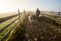 Sheep farming in Romania, new born Lamb at shepherd house, sustainable farming in Transylvania Royalty Free Stock Photo