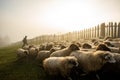 Sheep farming in Romania, new born Lamb at shepherd house, sustainable farming in Transylvania Royalty Free Stock Photo