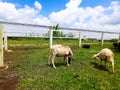 Sheep Farming in the Sirukam Dairy Farm Tourism Village in Solok, Indonesia Royalty Free Stock Photo