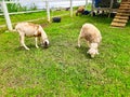 Sheep Farming in the Sirukam Dairy Farm Tourism Village in Solok, Indonesia Royalty Free Stock Photo