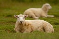 Sheep, farmland New Zealand, Scotland, Australia, Norway, agriculture farm Royalty Free Stock Photo