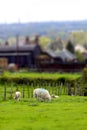 Sheep in farmland tilt and shift A Royalty Free Stock Photo