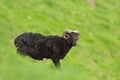 Sheep, Faroe island