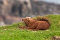 Sheep, Faroe island