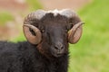 Sheep, Faroe island