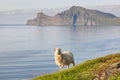 Sheep on Faroe islands cliffs. Green scenic landscape at sunset