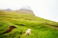 Sheep in Faroe Islands