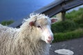 Sheep in the Faroe Islands