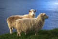 Sheep in the Faroe Islands