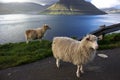 Sheep in the Faroe Islands