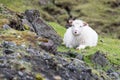 Sheep on the Faroe Islands