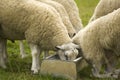 Sheep feeding Royalty Free Stock Photo