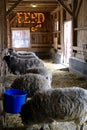 Sheep Feeding in Barn