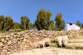 Sheep feeding by a dirt path