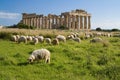 Sheep feeding in front of Temple E, Selinunte. Royalty Free Stock Photo