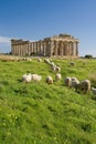 Sheep feeding in front of Temple E, Selinunte. Royalty Free Stock Photo