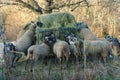 Sheep feeding on hay in a manger