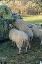 Sheep feeding on hay in a manger