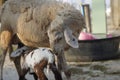 Sheep feeding her lamb Royalty Free Stock Photo