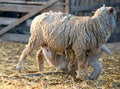 Sheep feeding her lamb Royalty Free Stock Photo