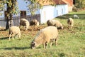 Sheep feeding on meadow