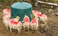 Sheep at a feeding station with mulitple coloured markings