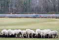 Sheep feeding from trough on farmland Royalty Free Stock Photo