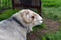 Sheep by feeding trough Royalty Free Stock Photo