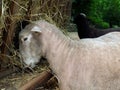 Sheep Feeding at Trough Royalty Free Stock Photo