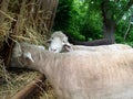 Sheep Feeding at Trough Royalty Free Stock Photo