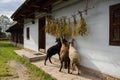 Sheep feeding in a village