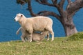 Sheep feeding young lamb