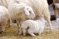 Sheep feeds its lamb Royalty Free Stock Photo