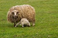 A sheep feeds a small lamb in a green meadow. Royalty Free Stock Photo